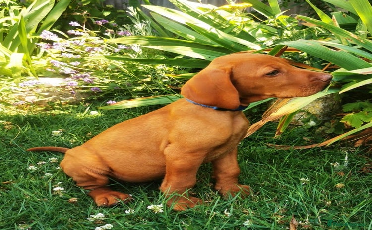 Hungarian Vizsla dogs in Sheerness - Advert 12