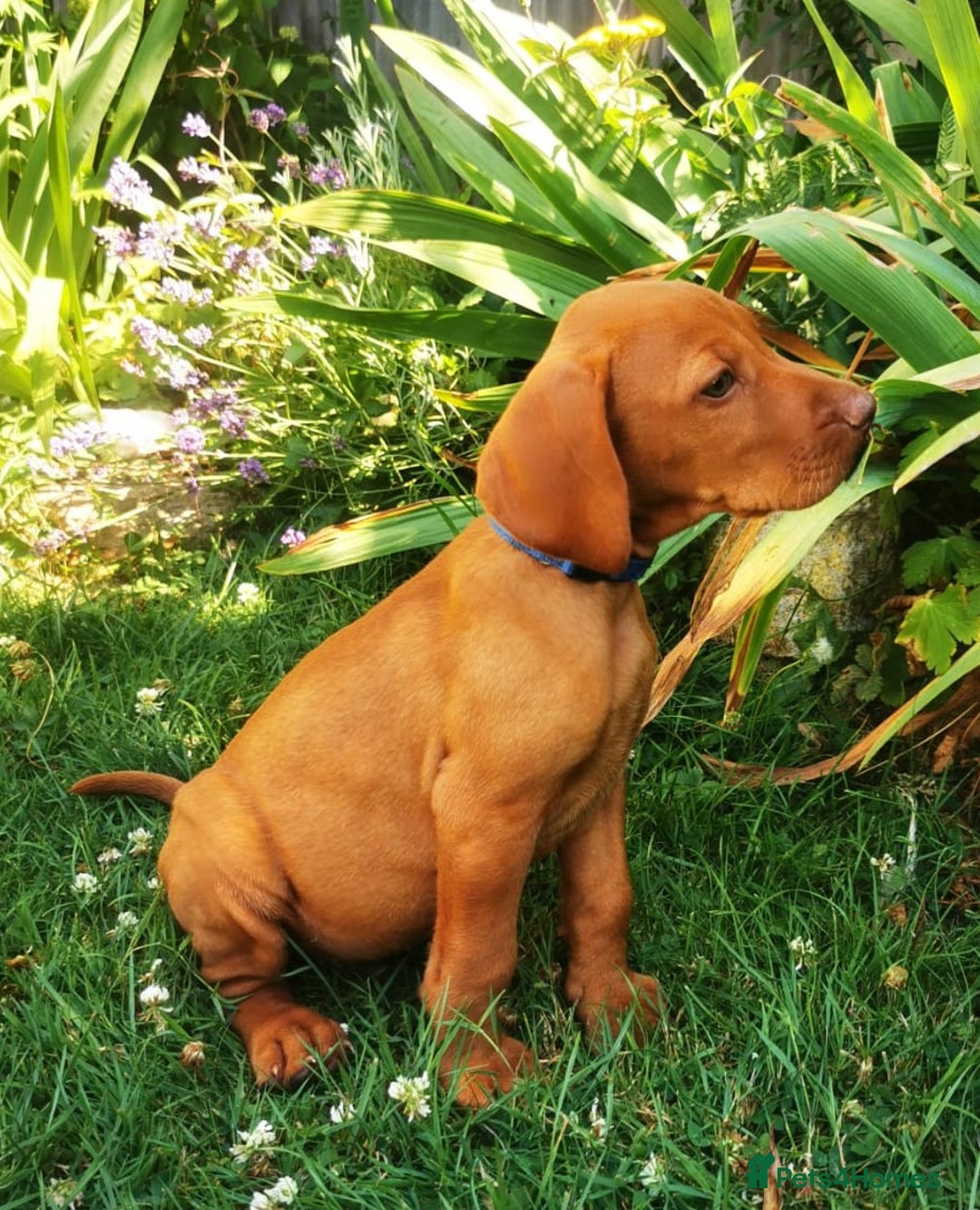 Hungarian Vizsla dogs for sale: Beautiful Hungarian Vizsla Puppies  in Sheerness - Image 1
