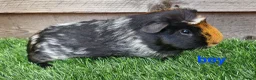Guinea Pig rodents for sale: 3 beautiful tri guinea pigs - Advert 4
