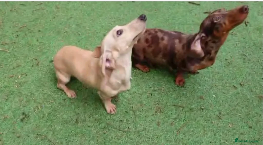 Miniature Dachshund dogs for adoption: 3 miniature dachshunds need rehoming  - Advert 13