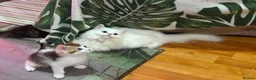 Munchkin cats for sale: ✨ Adorable TICA Registered Munchkin Kittens ✨ - Advert 3