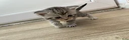 Mixed Breed cats for sale: Exotic cross kittens  - Advert 13