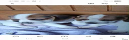 Beagle dogs for sale: Beagle puppies  - Advert 15