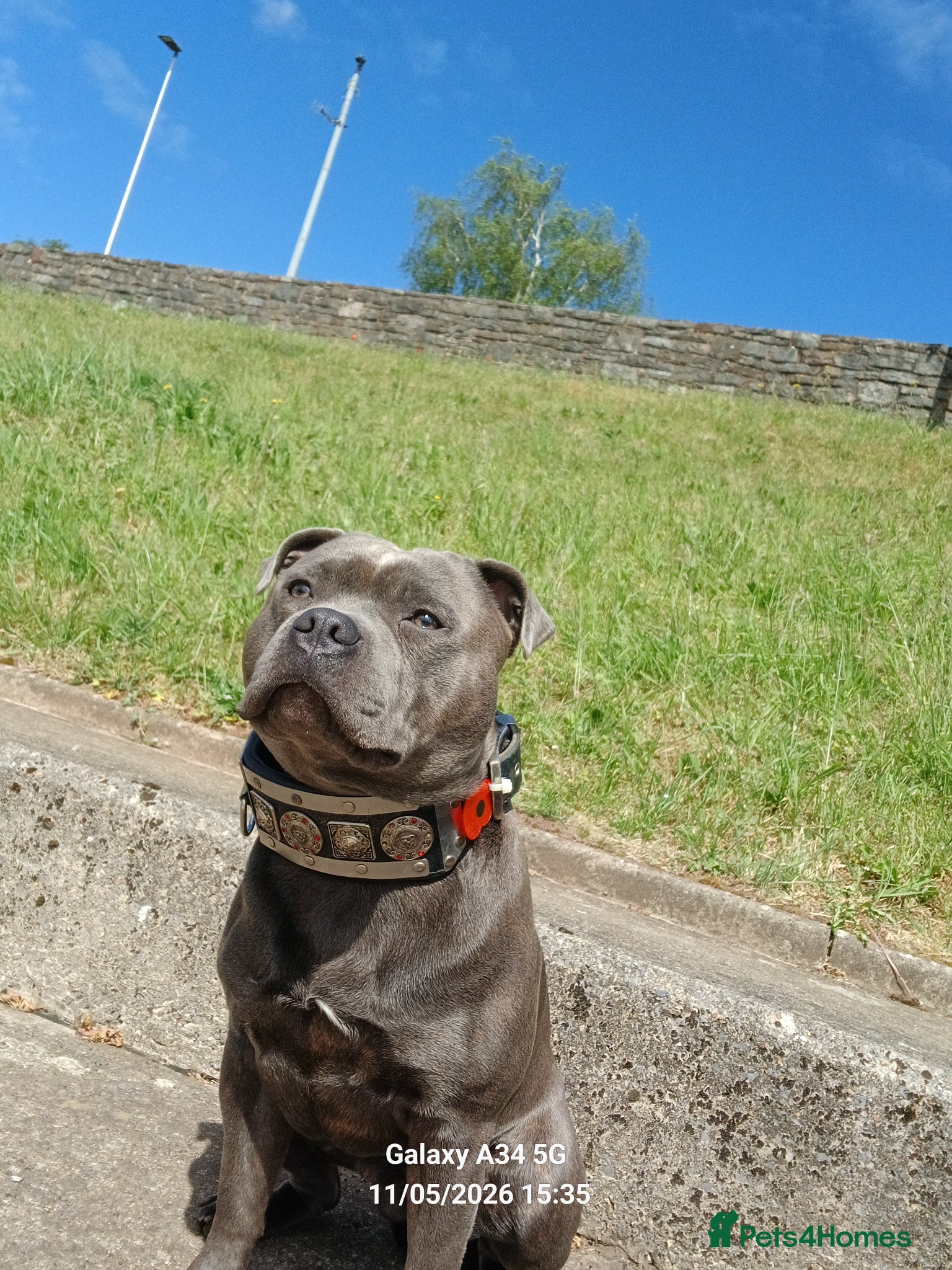 Staffordshire Bull Terrier dogs for stud: Stunning staffy for stud. Fully kc handsome lad - Advert 3
