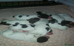 Sprocker dogs for sale: Adorable Chunky Sprocker Spaniel Pups - Image 3