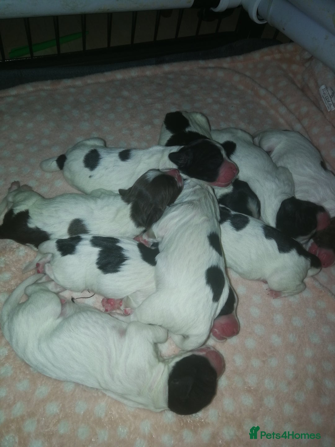 Sprocker dogs for sale: Adorable Chunky Sprocker Spaniel Pups - Image 3