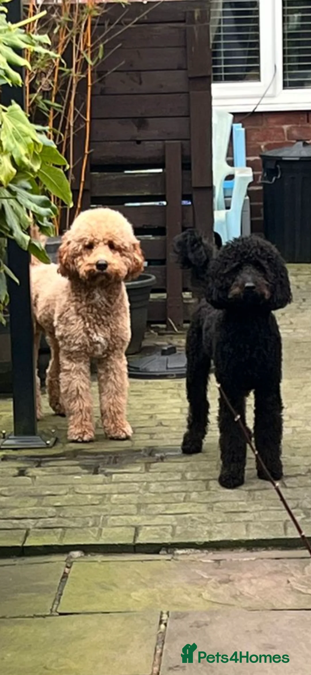 Labradoodle dogs for stud: Labradoodle for Stud in Prescot - Advert 1