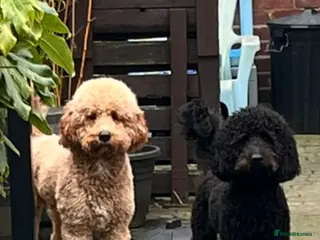 Labradoodle dogs Labradoodle for Stud - Advert 13