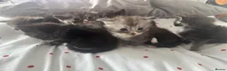 Maine Coon cats for sale: Maine coon kittens tica reg - Advert 6