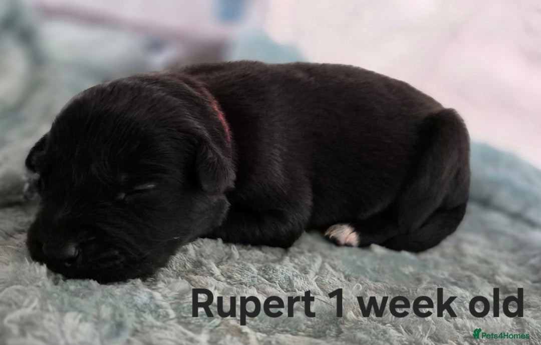 Border Collie dogs for sale: Border Collie pups - Image 18
