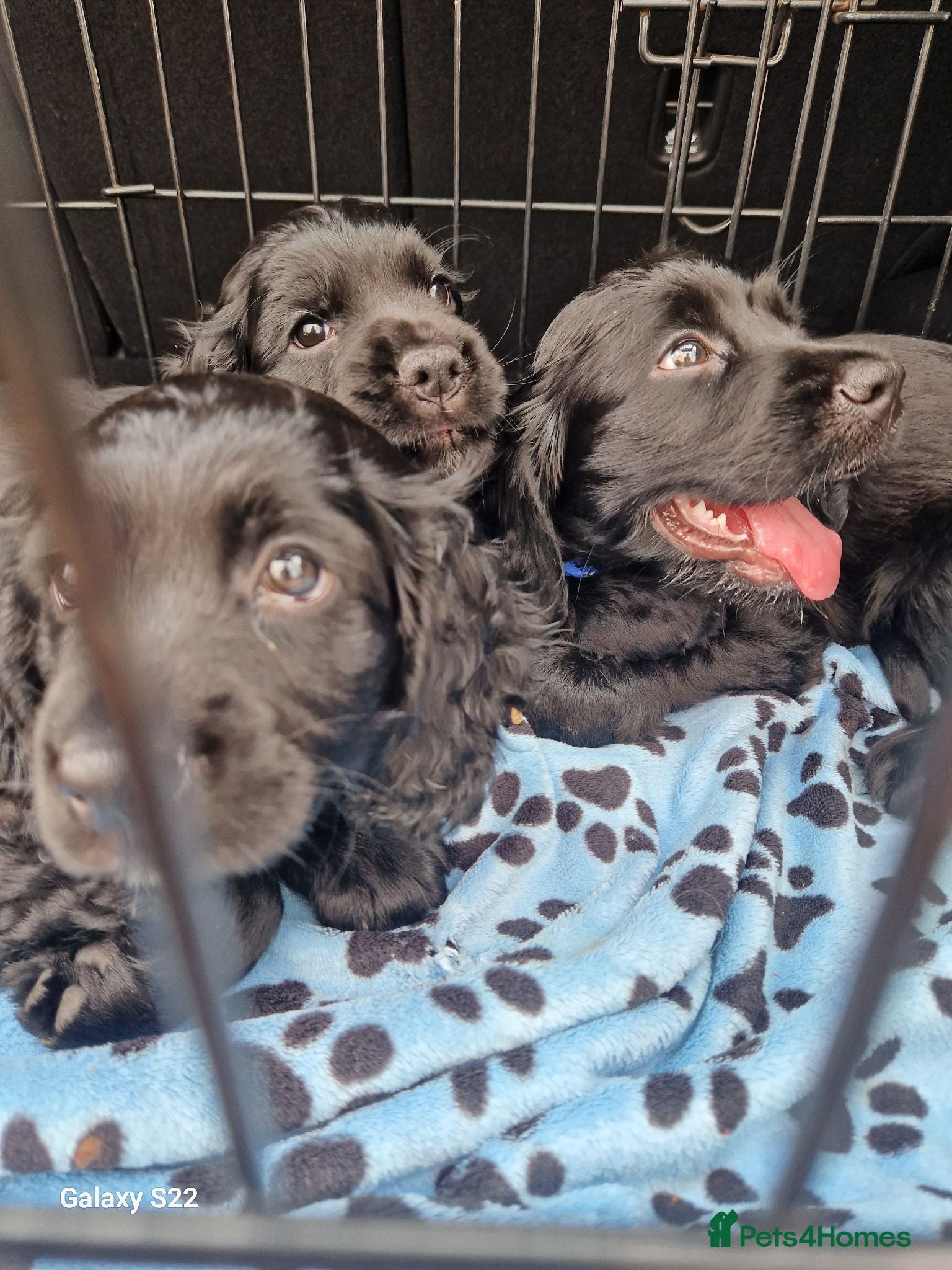 Cocker Spaniel dogs Gorgeous cocker spaniel puppies  - Advert 3