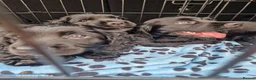 Cocker Spaniel dogs for sale: Gorgeous cocker spaniel puppies  in Herne Bay - Advert 1