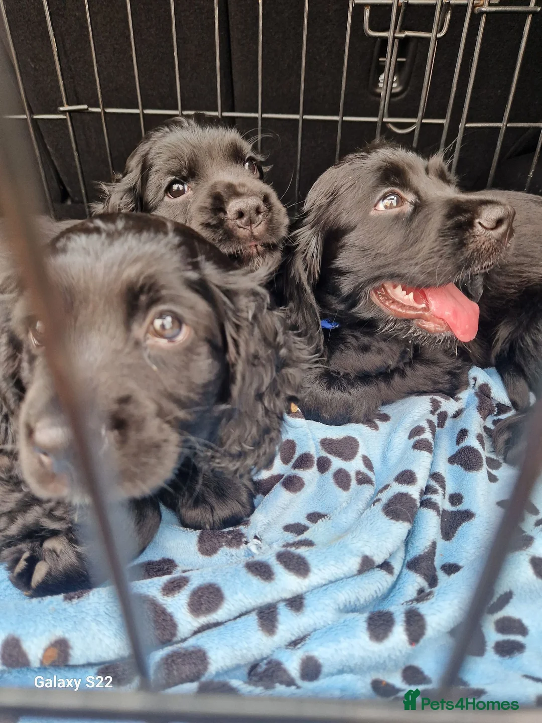 Cocker Spaniel dogs for sale: Gorgeous cocker spaniel puppies  in Herne Bay - Advert 1