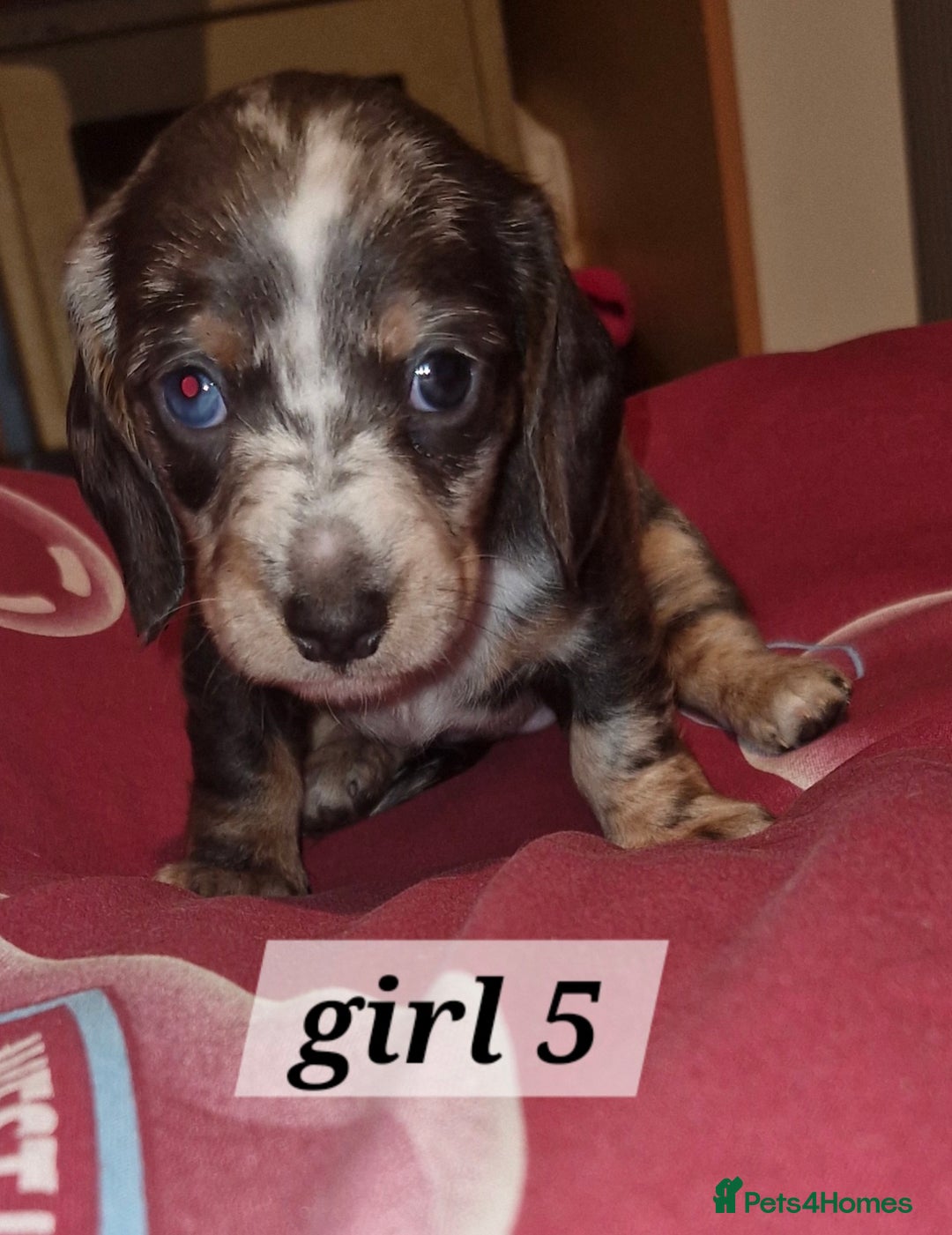 Dachshund dogs for sale: 7 beautiful dachshunds puppys - Image 15
