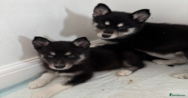 Siberian Husky dogs - Advert 11