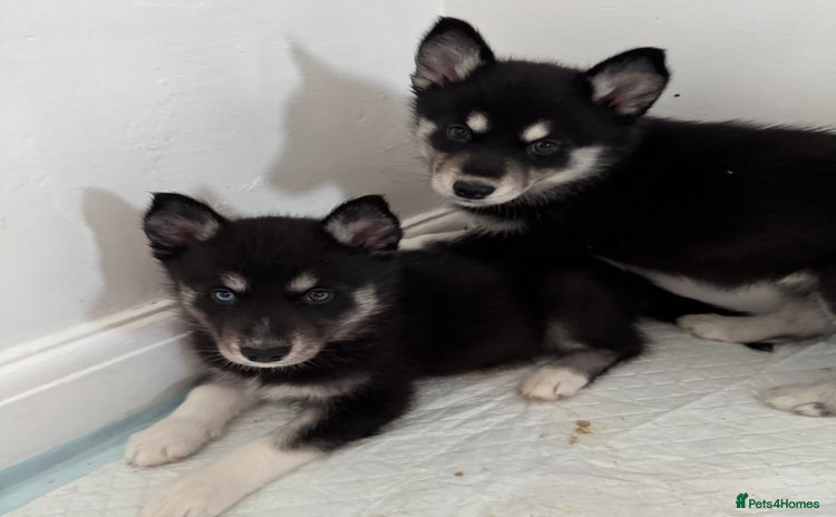 Siberian Husky dogs - Advert 1