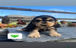 Cocker Spaniel dogs for sale: KC reg & H/Tested Show Cocker Spaniels - Image 14