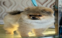 Pomeranian dogs for sale: Last female teddy face Pomeranian  - Image 2