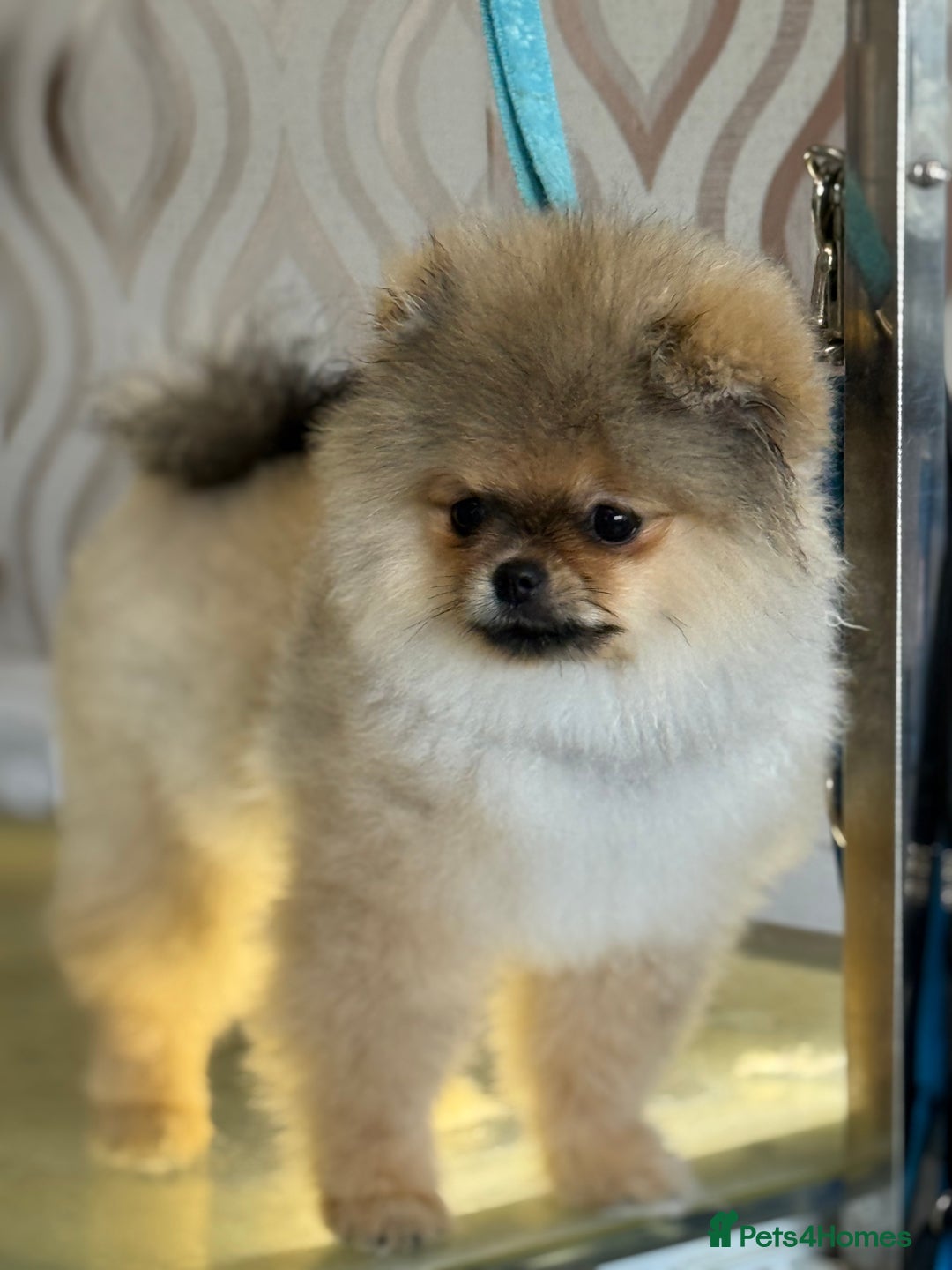 Pomeranian dogs for sale: Last female teddy face Pomeranian  - Image 2