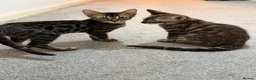 Bengal cats for sale: Last 2 bengal kittens - Advert 6
