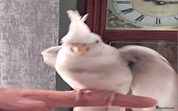 Cockatiels birds for sale: Hand reared baby cocktail very tame ready now  - Image 3