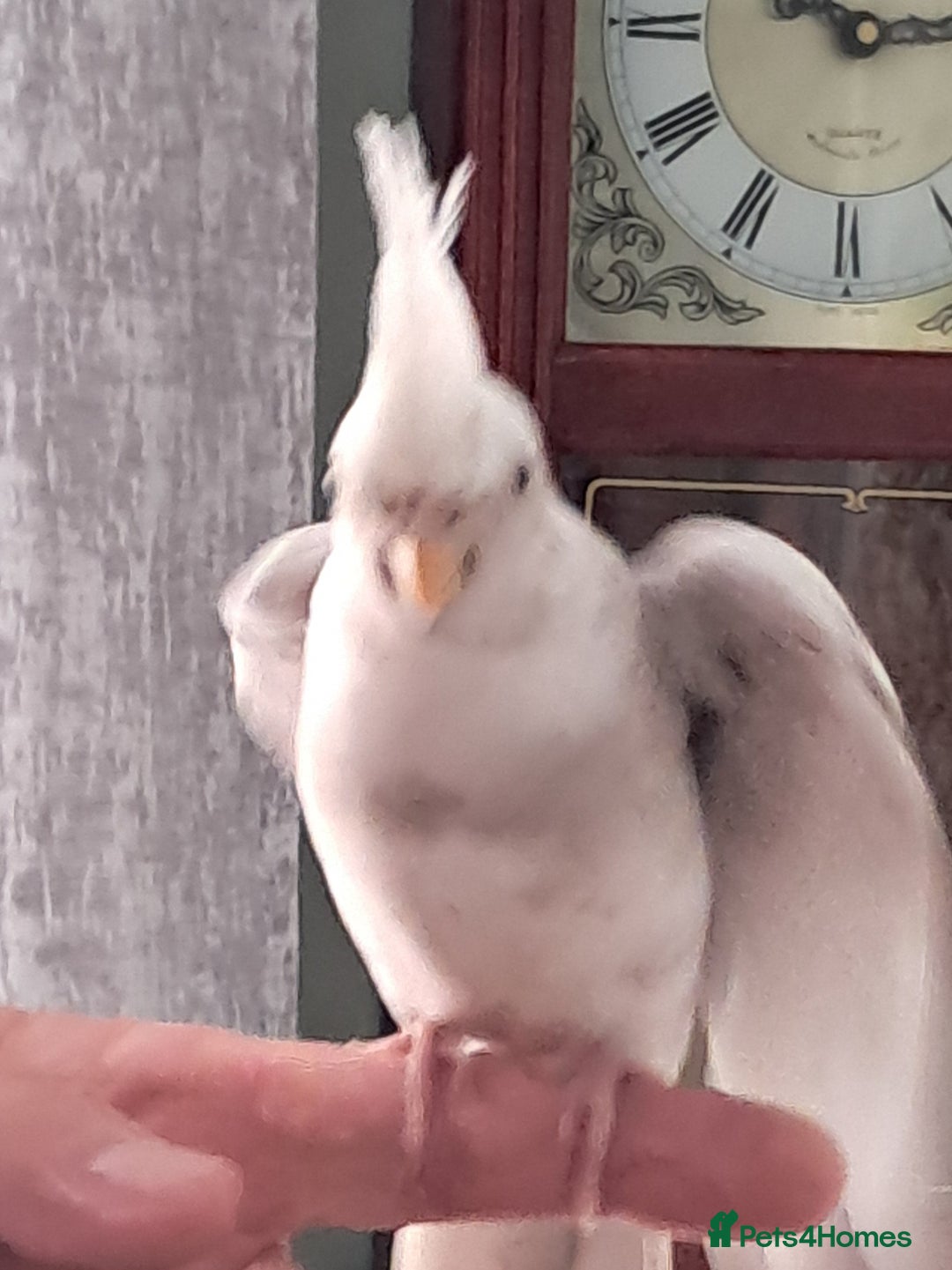 Cockatiels birds for sale: Hand reared baby cocktail very tame ready now  - Image 3