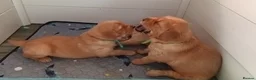 Golden Retriever dogs for sale: 1 boy ready to leave KC reg Red Golden retriever - Advert 26