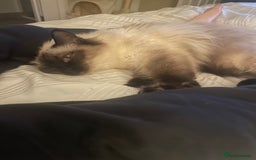 Ragdoll cats for sale: Pedigree ragdoll for sale - Image 2