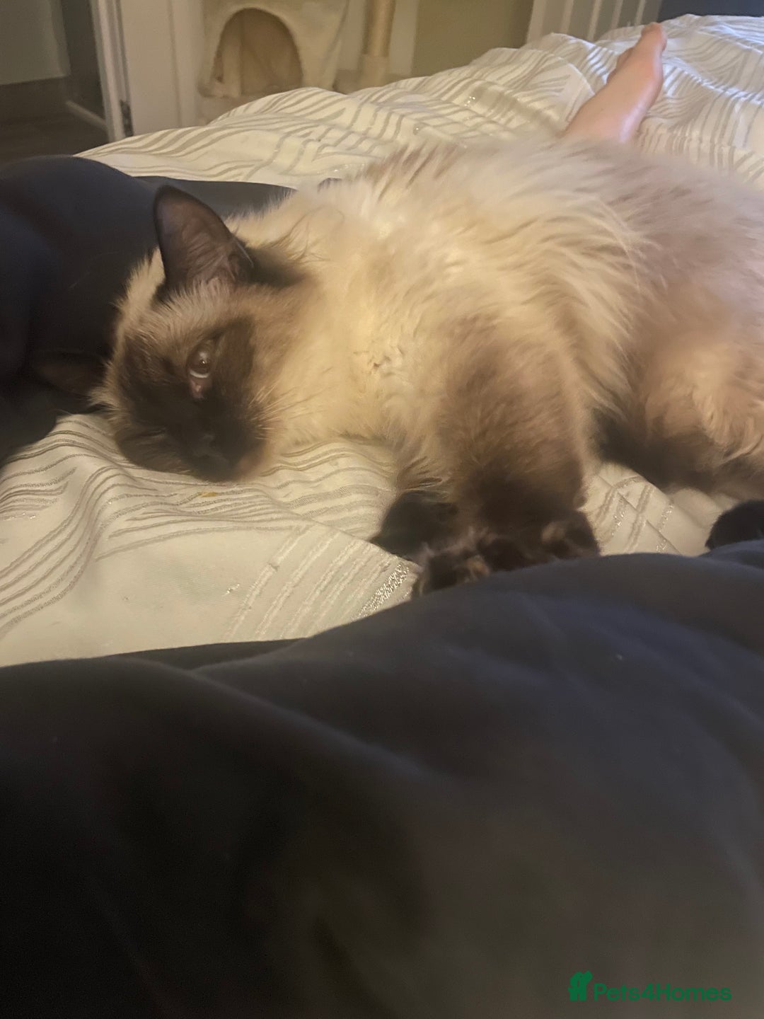 Ragdoll cats for sale: Pedigree ragdoll for sale - Image 2