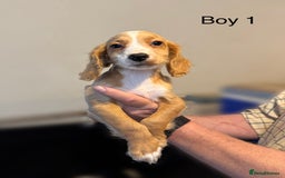 Cocker Spaniel dogs for sale: Beautiful cocker spaniel puppies ready now - Image 7