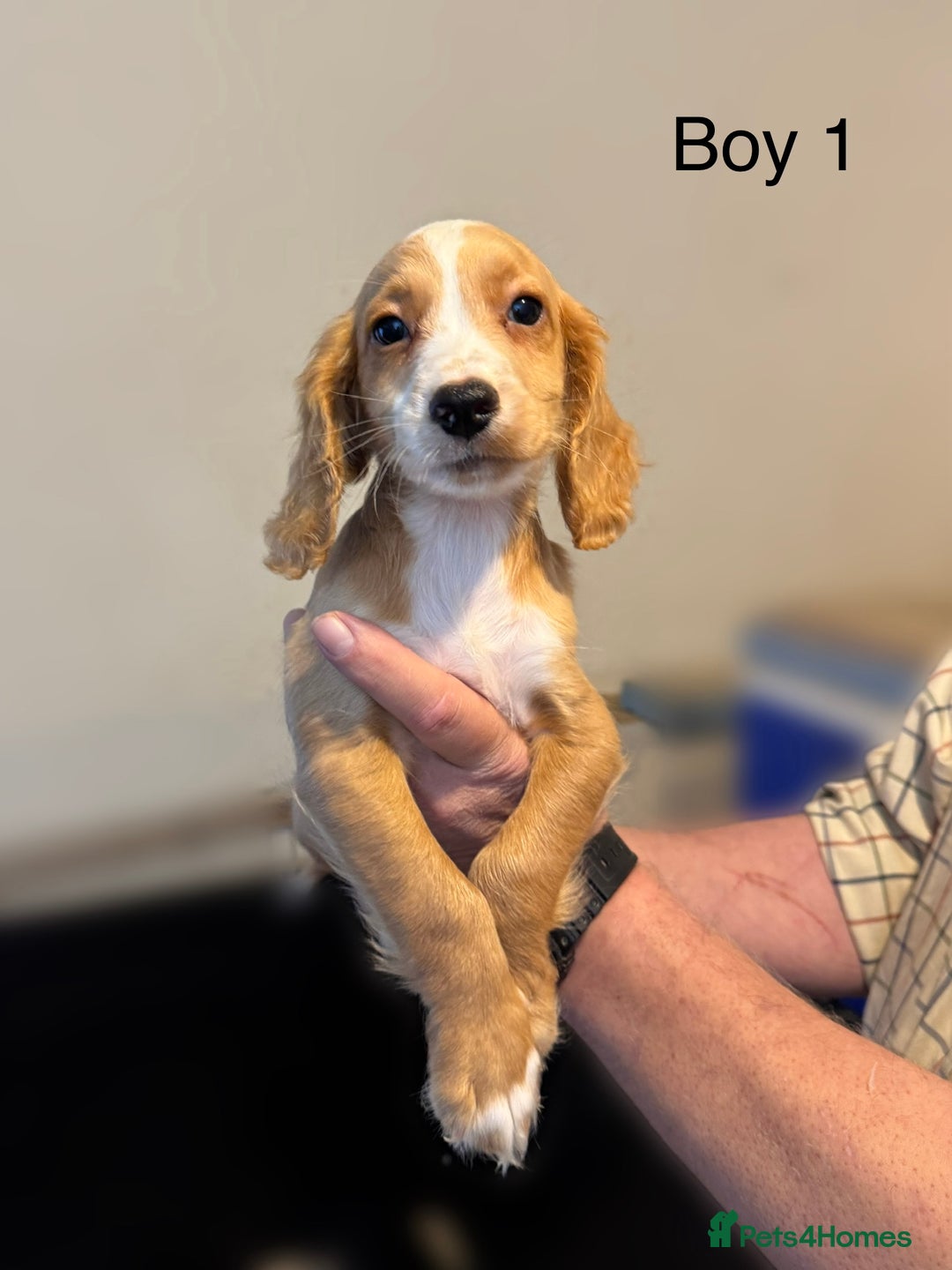 Cocker Spaniel dogs for sale: Beautiful cocker spaniel puppies ready now - Image 7