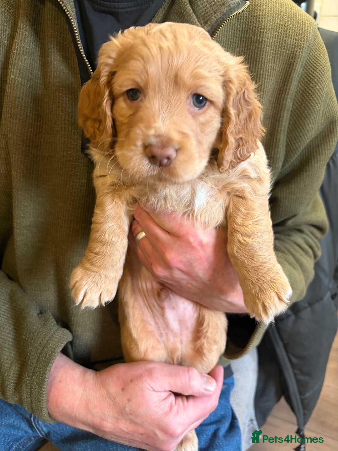 Cocker Spaniel dogs for sale: Beautiful working cocker spaniel KC registered  - Advert 2