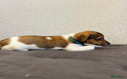 Jack Russell dogs for sale: Jack Russell puppies  - Image 20