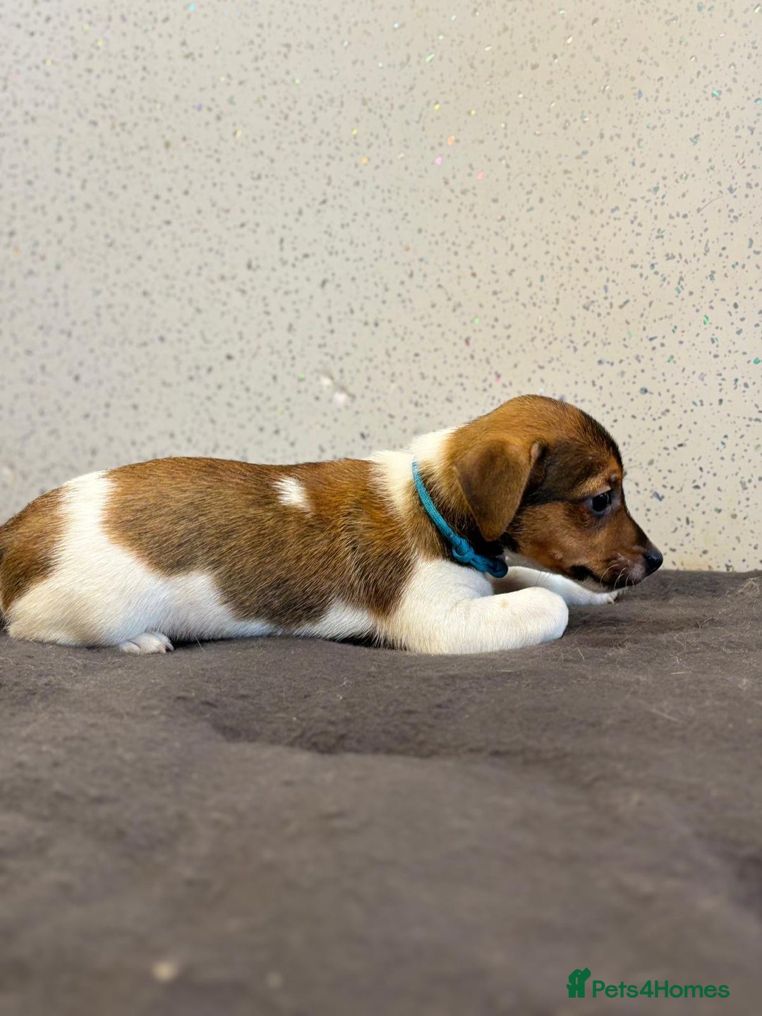 Jack Russell dogs for sale: Jack Russell puppies  - Image 20