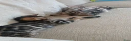 Bengal cats for sale: Family raised TICA Bengal kittens - Advert 10
