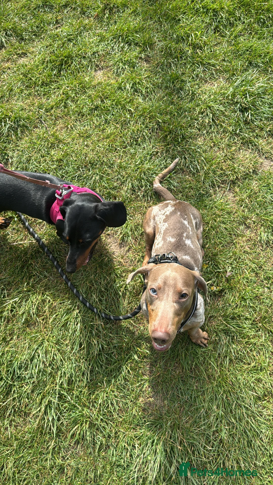 Dachshund dogs for sale: Dachshund  - Advert 2
