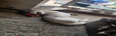 Huskita 1