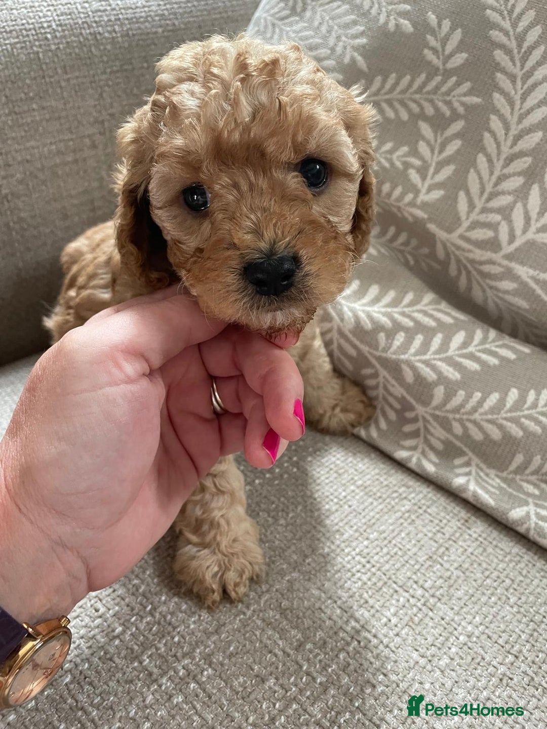 Mixed Breed dogs for sale: Beautiful cocker/cavapoo puppies  - Image 10