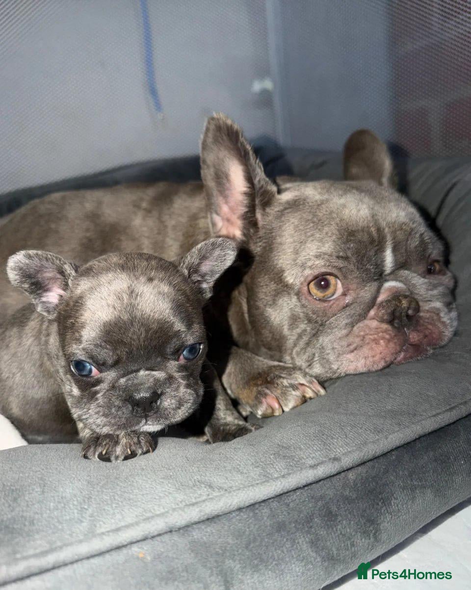 French Bulldog dogs French Bulldog Puppies Seeking Caring Owners - Advert 8