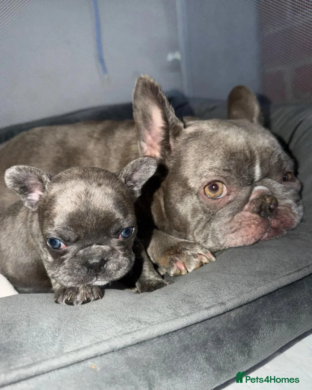French Bulldog dogs for sale: French Bulldog Puppies Seeking Caring Owners in Northampton - Advert 1