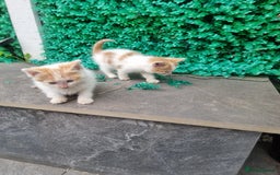 Exotic cats for sale: Cat kitten  - Image 4