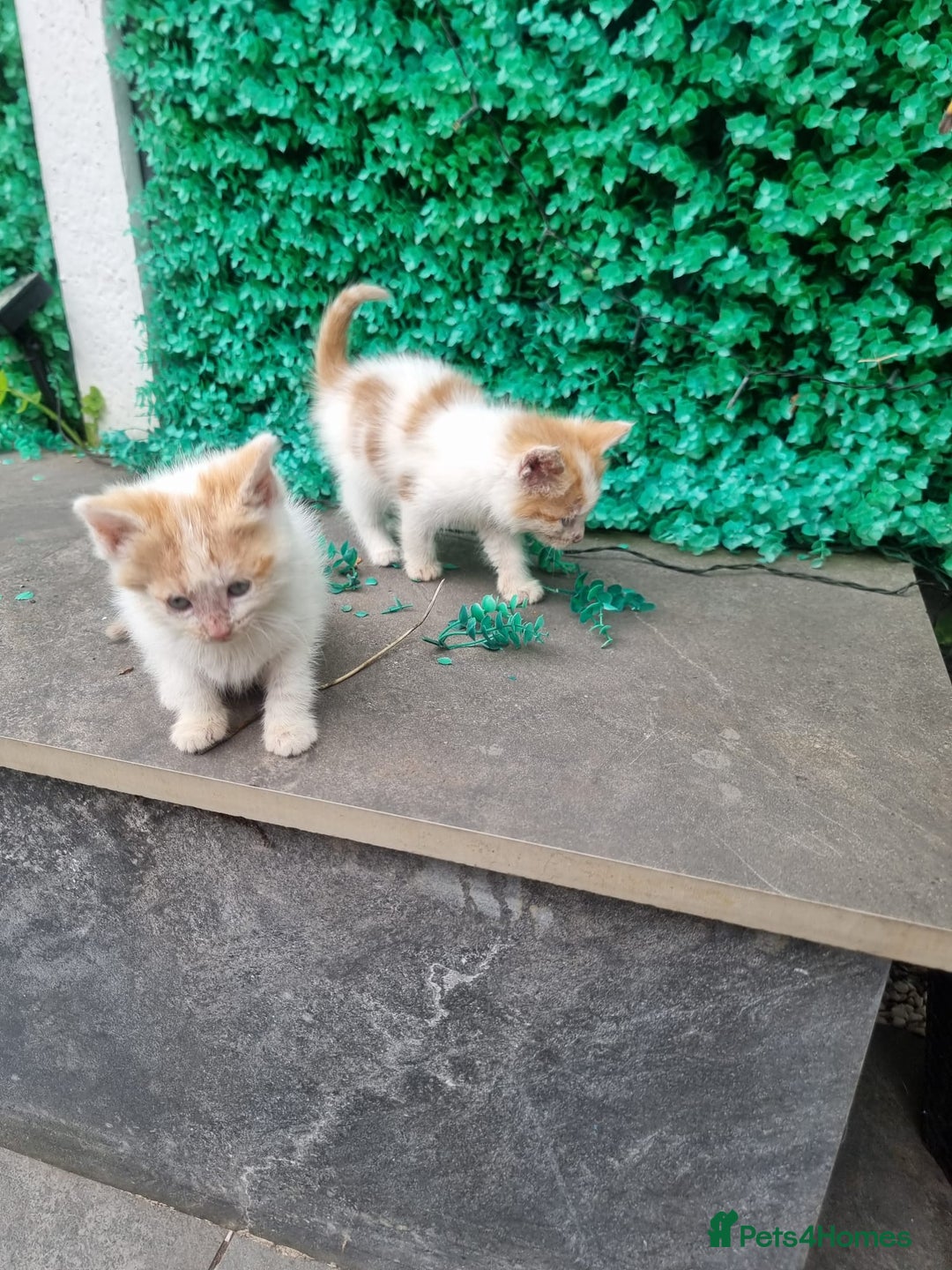 Exotic cats for sale: Cat kitten  - Image 4