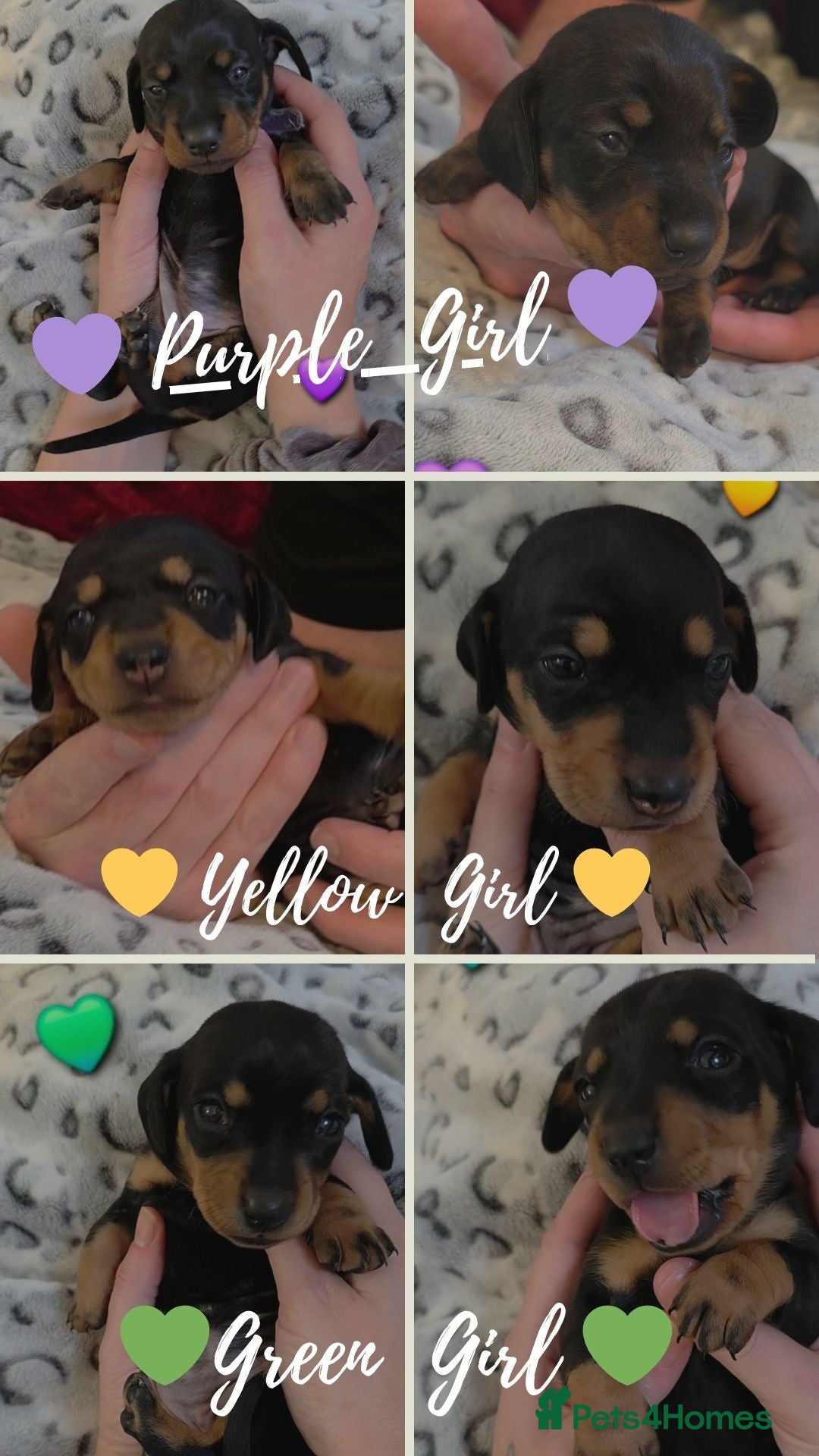 Miniature Dachshund dogs 🐾🐶 miniature Dachshund 🐶🐾 - Advert 13