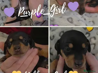 Miniature Dachshund dogs 🐾🐶 Miniature Dachshund 3 Girls left 🐶🐾 - Advert 6