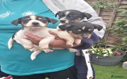 Jack Russell dogs for sale: Jack Russel puppies  - Image 3