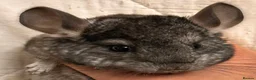 Chinchilla rodents for sale: Baby Chinchillas For Sale  - Advert 3