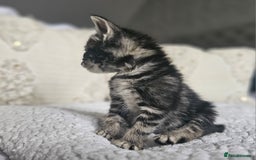Persian cats for sale: PersianXTortoiseshell Crossbreed Kittens - Image 16