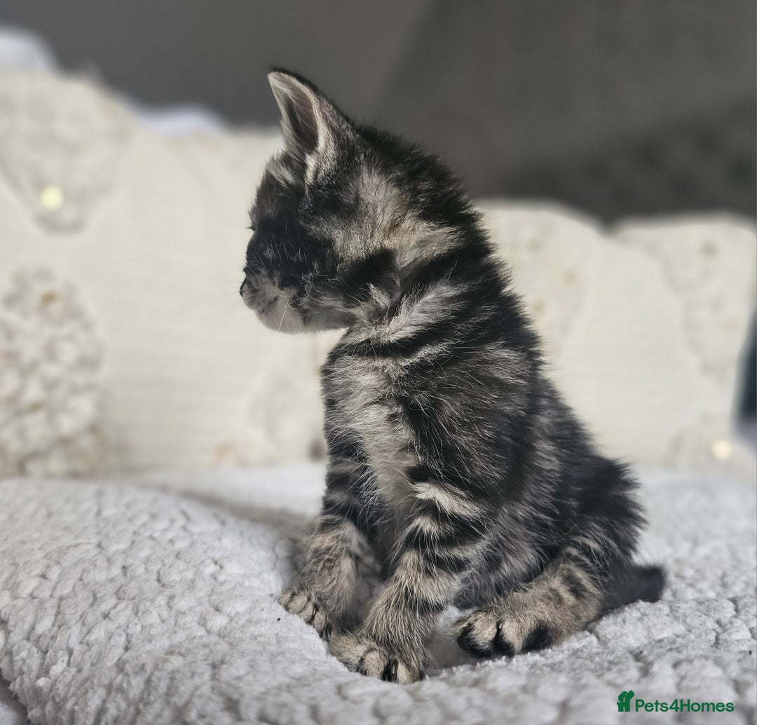 Persian cats for sale: PersianXTortoiseshell Crossbreed Kittens - Image 16