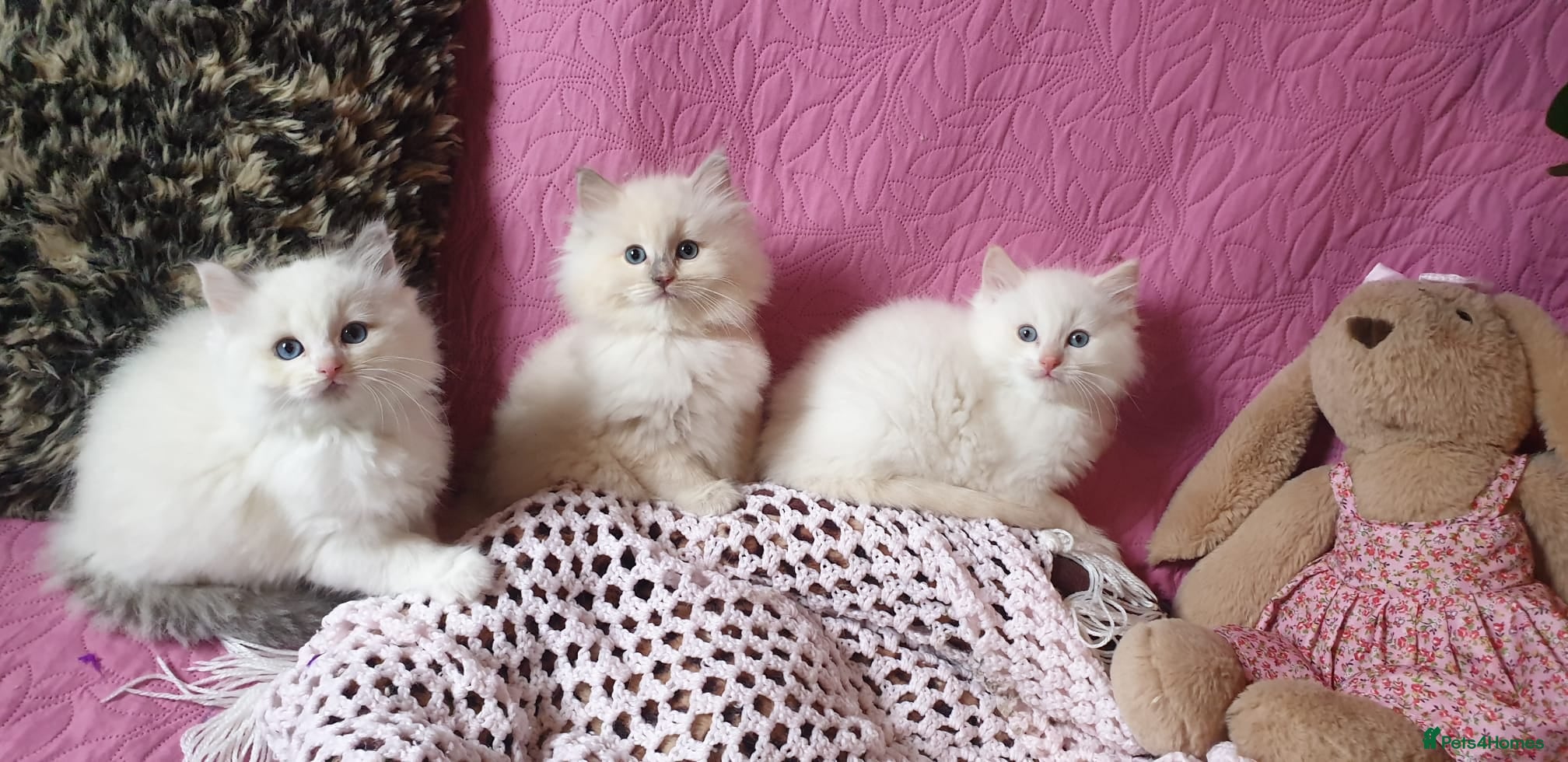 Ragdoll cats 💖Beautiful GCCF Registered Ragdoll Kittens. - Advert 1