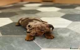 Dachshund dogs for sale: Miniature Dachshund 🐾 - Image 10
